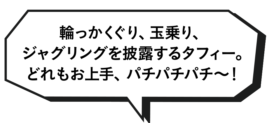輪っかくぐり、玉乗り、ジャグリングを披露するタフィー。どれもお上手、パチパチパチ〜！